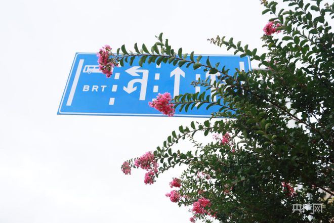 湖南永州：紫薇花开扮靓城市路