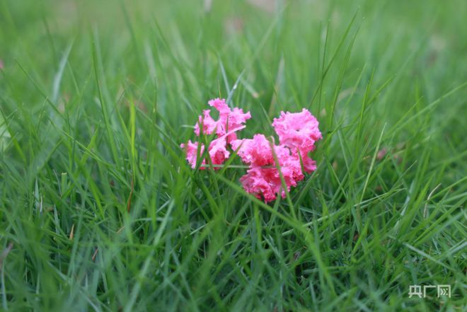 湖南永州：紫薇花开扮靓城市路(图2)