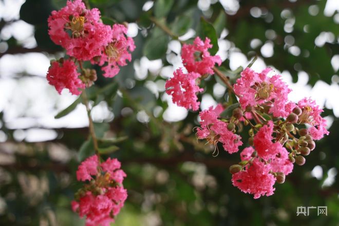 湖南永州：紫薇花开扮靓城市路(图3)