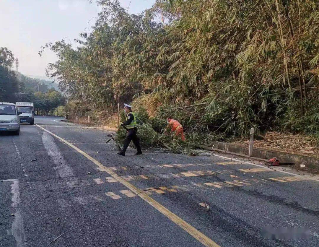 路边树木横卧路面南靖交警联合相关部门迅速