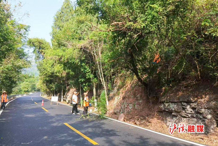 泸溪：及时处治行道树隐患守护出行安全