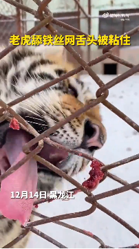 防止“南方小土豆”舔铁中央大街的铁柱子都被包起来了？(图3)