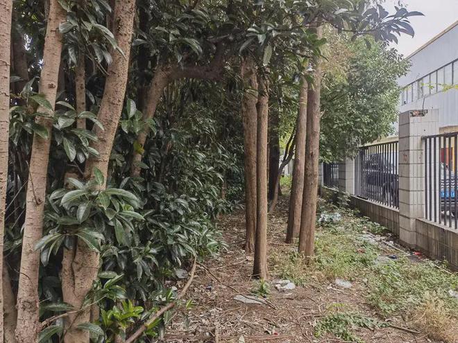 “几十年了没有没有还是！”沪上18公里的路所有人走得“心惊肉跳”→(图7)