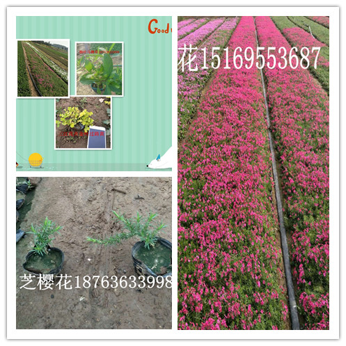 粉黛乱子草花海怎么养