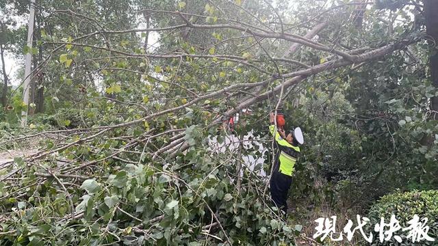 大丰交警大队港区中队：清理倒伏树木保畅通