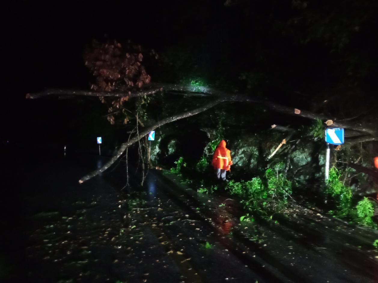 深夜路树倒伏阻通行广昌公路分中心紧急清障保畅通(图3)