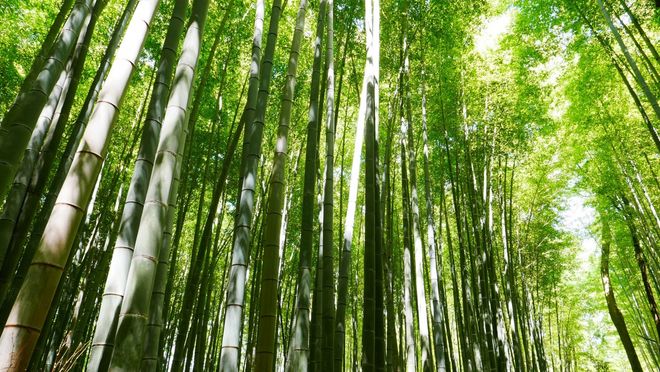 树干为什么是圆锥状的？原来和这些因素有关！(图3)
