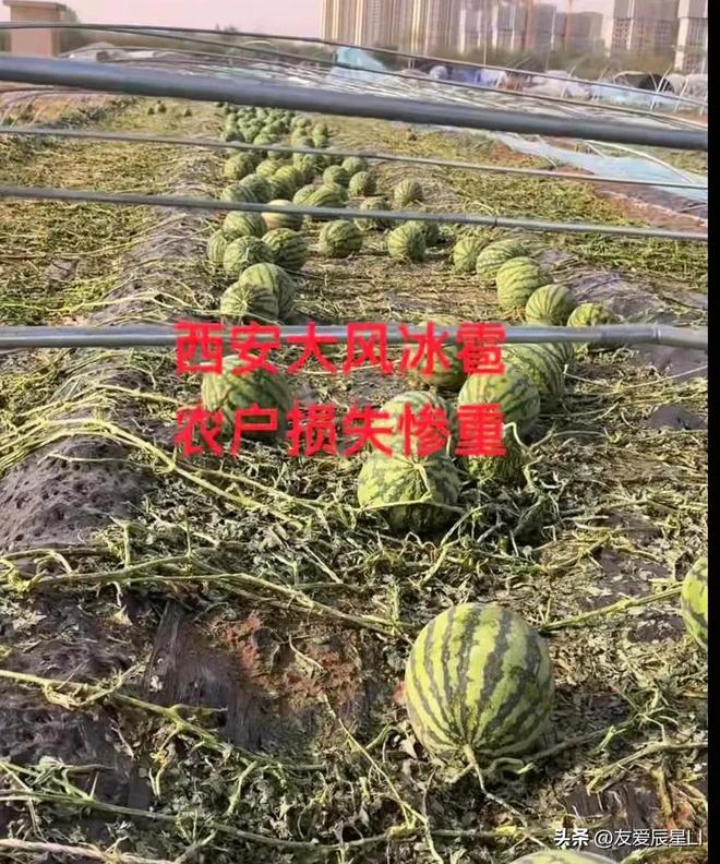 突发！西安冰雹1分钟接1盆航站楼遭殃西瓜烂一地(图9)