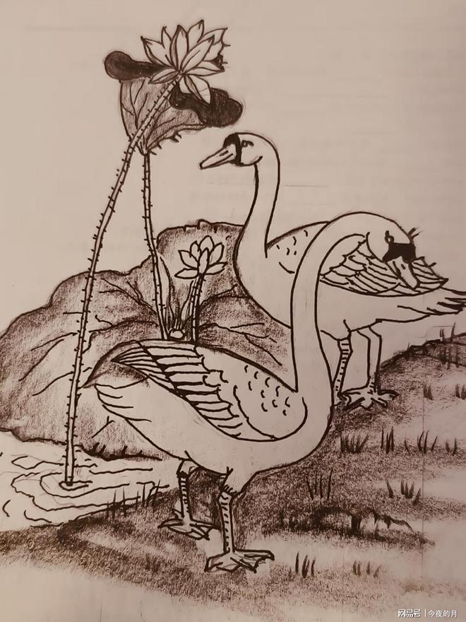 找人脸：图中除了天鹅和荷花还隐藏好多张人脸你能找出几张？(图3)