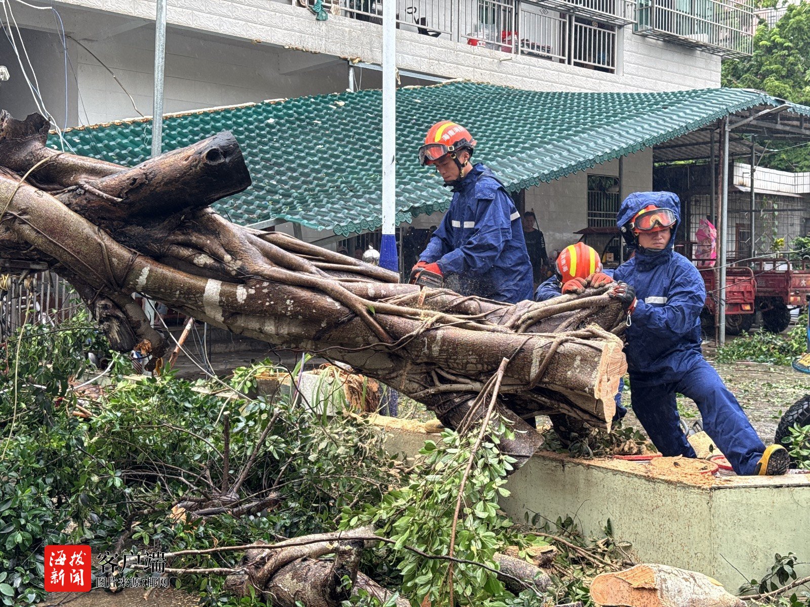 台风“蝴蝶”致多处树木倒伏五指山消防紧急