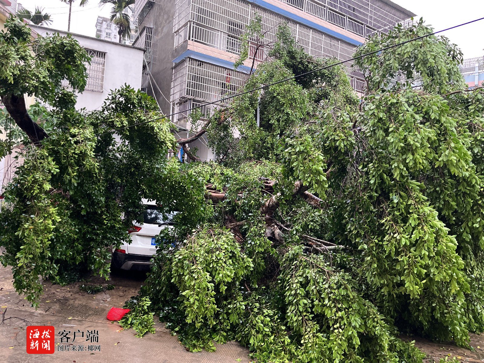台风“蝴蝶”致多处树木倒伏五指山消防紧急清障保通畅(图2)