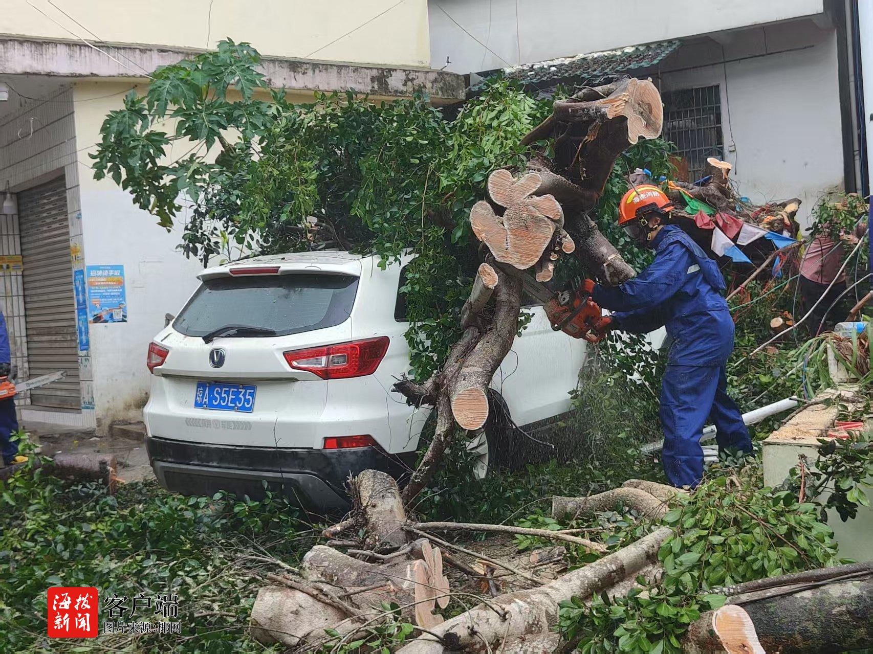 台风“蝴蝶”致多处树木倒伏五指山消防紧急清障保通畅(图3)