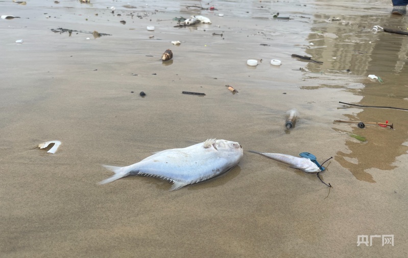 记者实探台风过境后的阳江海陵岛：树木倒伏道路积水灾后抢险修复抓紧开展中(图2)