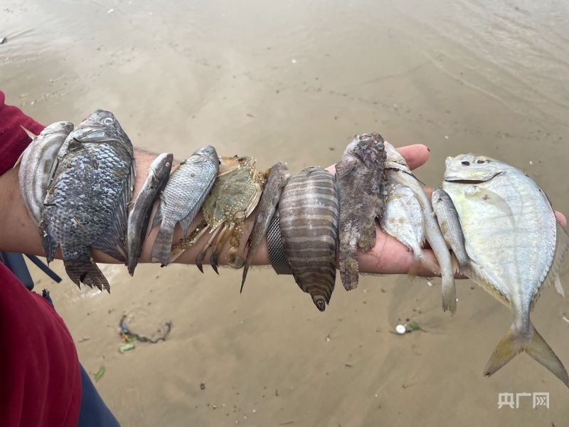 记者实探台风过境后的阳江海陵岛：树木倒伏道路积水灾后抢险修复抓紧开展中(图3)