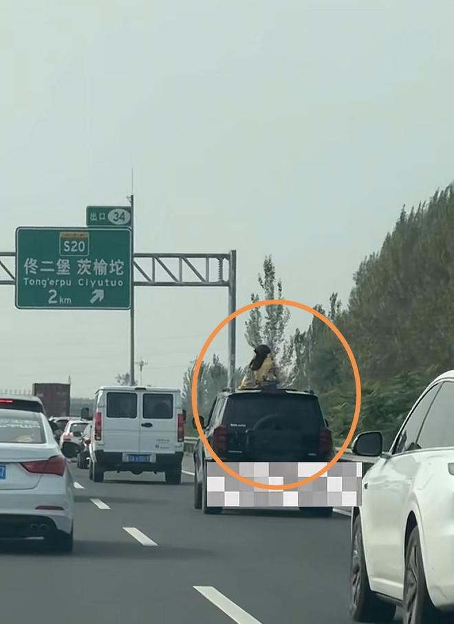 车辆高速公路行驶途中女子上半身伸出天窗交