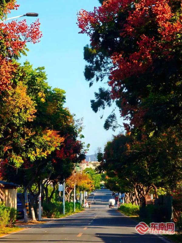 翔安6公里“黄金大道”引客来精细管养绘就