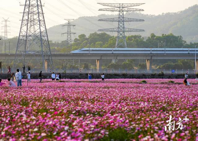 繁忙的春运生动的大湾区(图3)