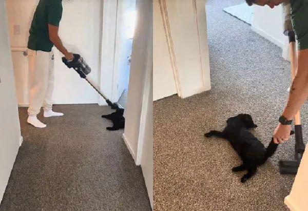 猫主子化身液体路障奴才吸地竟上演人肉清障车戏码…网笑：这届铲屎官太难了！(图1)