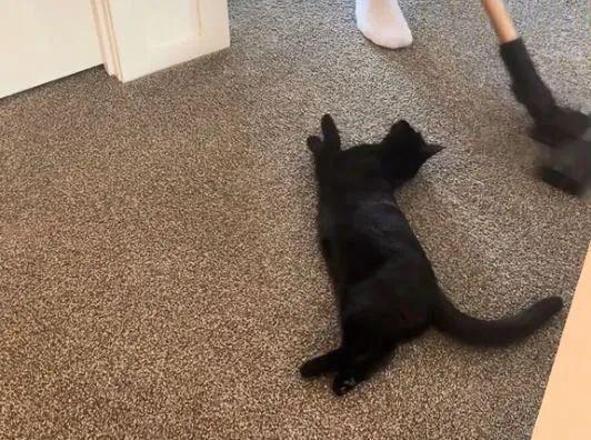 猫主子化身液体路障奴才吸地竟上演人肉清障车戏码…网笑：这届铲屎官太难了！(图3)