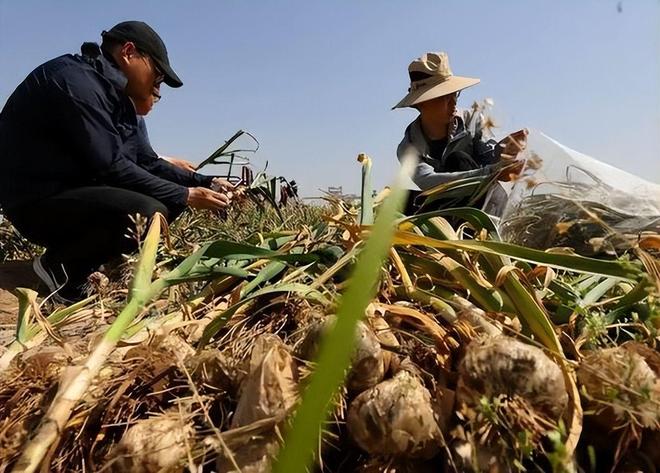 驻美大使谢锋：中国大蒜从没想过有朝一日会被视作国家安全威胁(图16)